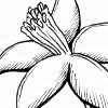Sokka Flower